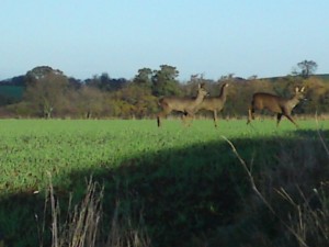 Bruv's deer pic