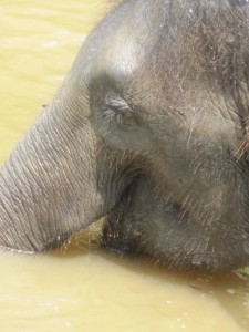 Elephant sanctuary at Kuala Gandah